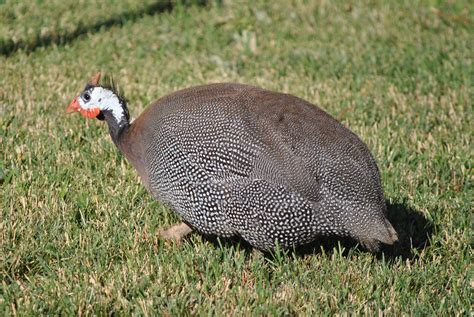 On Becoming A Guinea Fowl 2025 𝚆𝚊𝚝𝚌𝚑 With Friends
